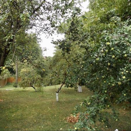 Tulipan Panzio Bed & Breakfast Sfântu-Gheorghe Dış mekan fotoğraf